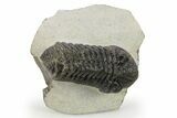 Bargain, Morocops Trilobite - Ofaten, Morocco #272839-3